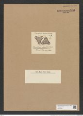 Triceratium elaboratum Truan et Witt. (de-Toni-Nr.: Genus 140, Species 3982) Zeichnungen Sammlung Grunow Nr. 7458 (NHMW-BOT-W0376552)